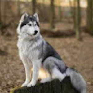 Meet your Posher, Nicholas